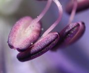 Die Filamente setzen in der Mitte der Antheren an. Diese sind violett gefärbt mit einer dunklen Naht. (Bild: W. Wohlers, JKI)