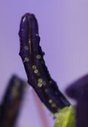 Der Pollen ist weiß. (Bild: W. Wohlers, JKI)