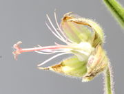 Hier ist die Blüte noch geöffnet. Ein Foto von Ende September; da werden die Samen kaum noch reif. (Bild: W. Wohlers)