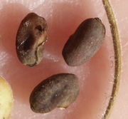 Der ca 3 mm lange Samen hat eine leicht strukturierte Oberfläche. (Bild: W. Wohlers)