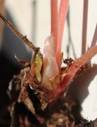 Zwei kleine Blätter zwischen eingetrockneten Vorblättern. (Bild: W. Wohlers)