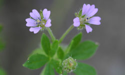 Kleiner Storchschnabel: Blüte – Rasbak, CC BY-SA 3.0