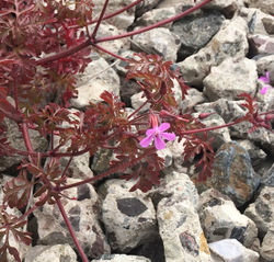 Blüte – Alice Kracht, CC BY-SA 4.0