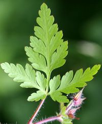 Geranium robertianum 3 (G. Nitter).jpg