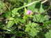 Geranium robertianum Duerbye 3508 1.jpg