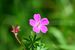 Geranium sanguineum (8417295513).jpg