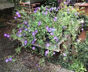 Die sehr ähnliche, als Geranium-Hybride verkaufte Zierpflanze der Sorte Rozanne ist nicht Geranium pratense, sondern G. wallichianum aus dem Himalaya. (Bild: W. Wohlers)