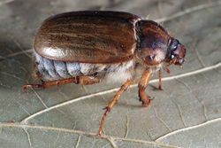 Gerippter Brachkäfer: Alttier (adult) - NobbiP, CC-BY-SA-3.0