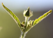 Die obersten Blätter sind schmal. Hier eine zentrale Knospe und weitere Nebenknospen. (Bild: W. Wohlers, JKI)