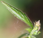 Unterhalb einer Knospe ein oberstes Blatt mit den gleich breiten, aber kurzen Nebenblättern. (Bild: W. Wohlers, JKI)