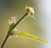 Die Knospe öffnet sich. (Bild: W. Wohlers, JKI)