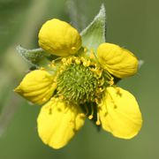 Die gelben Blüten haben einen Durchmesser von fast 2 cm. (Bild: W. Wohlers, JKI)