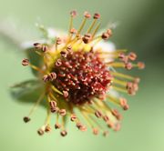 Nach der Blüte bleiben die braunen Antheren noch einige Zeit erhalten. (Bild: W. Wohlers, JKI)