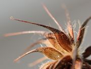 Die Nüsschen sind ca 1,5 cm lang und werden von Tieren und Menschen durch den markanten Haken mitgenommen. (Bild: W. Wohlers, JKI)