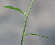 Unterhalb der reifenden Frucht bilden sich nochmal Knospen. Beim oberen Blatt ist das Nebenblatt nur noch ein kleiner Auswuchs. (Bild: W. Wohlers)