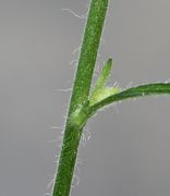 Bei der unteren Knospe ist das Nebenblatt noch klar zu sehen. Das helle Blatt ist ein Vorblatt der Blüte. (Bild: W. Wohlers)