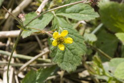Blüte – Olivier Pichard, CC BY-SA 3.0