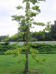 Ginkgo: Pflanze – DennisPeeters, PD