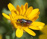 Diese Goldwespe saß hier nur wenige Sekunden. (Bild: W. Wohlers, JKI)