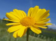 Korbblüte mit blauem Himmel –weil sie so schön ist. (Bild: Arno Littmann, JKI)