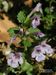 Glechoma-hederacea Biel-3 BIB.jpg