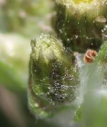 Die Narben der weiblichen Blüten am Rand erscheinen zuerst. (Bild: W.Wohlers)