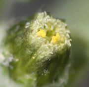 Die wenigen Röhrenblüten pro Korb sind gelb. Sie befinden sich in der Mitte des Korbs. (Bild: W.Wohlers, JKI)