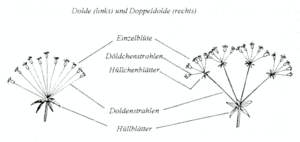 Goertz M Dolde Doppeldolde.gif