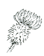 Goertz M andere Distel.gif