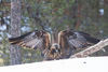 Golden Eagle (Aquila chrysaetos) (13668234394).jpg