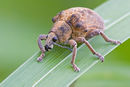 Gonipterus scutellatus, Galicia.jpg