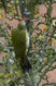 Grünspecht (Picus viridis), Foto von S. Teschke