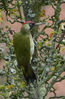 Green Woodpecker (Picus viridis)