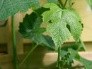 Grape leaf02.JPEG