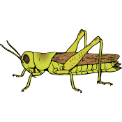 Grasshoppermetasnodgrass last stage.svg