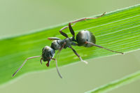 Grauschwarze Sklavenameise Formica fusca 01 (MK).jpg