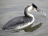 langer Hals, grau-weiß