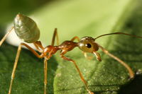 Green Tree Ant two times life size.JPG