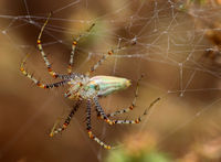 Green lynx spider Peucetia viridans.jpg