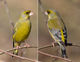 Grünfink (Carduelis chloris), Foto von M. Szczepanek