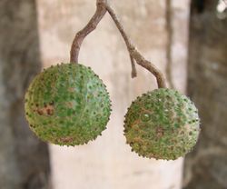 alt=Description de l'image Guazuma ulmifolia fruits.jpg.