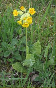 Echte Schlüsselblume