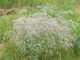 Gypsophila paniculata, Habitus