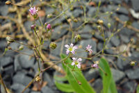 Gypsophila perfoliata, Blütenstand