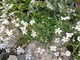 Gypsophila repens, Habitus