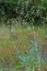 Gypsophila scorzonerifolia, Habitus