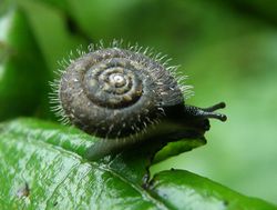 Gemeine Haarschnecke: Alttier (adult) - Axel Mauruszat, CC BY 3.0