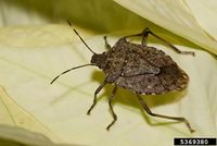 Halyomorpha halys IPM5369380.jpg