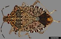 Halyomorpha halys IPM5458958.jpg