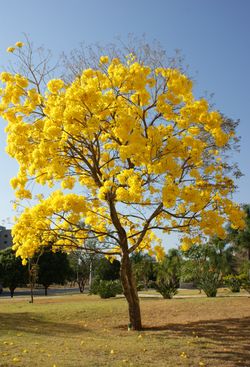 alt=Description de l'image Handroanthus serratifolius.jpg.